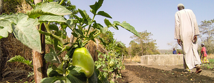 Vegetable gardens projects in Senegal